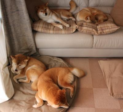 AYX SPORTS-图卢兹成功保级，继续征战法甲，图卢兹三大国内认可度